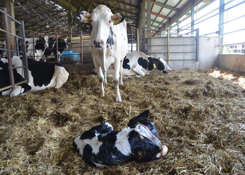 Age At First Calving – How Low Should You Go? | Dairy Herd